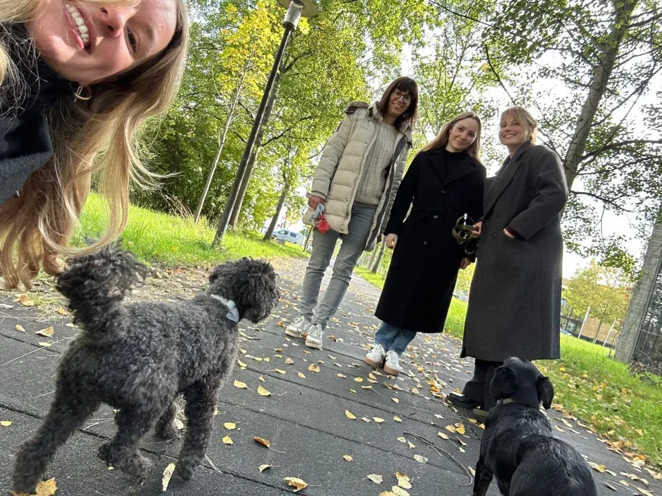 Bürohund-Spaziergang